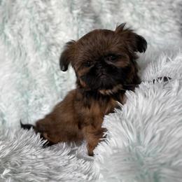 Hyde - Gold male Shih Tzu puppy in Shawnee, Oklahoma from Black Velvet Shih Tzu