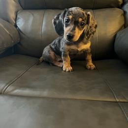 Buddy - Dapple male Dachshund puppy in Milroy, Pennsylvania from Not Your Average Weiner