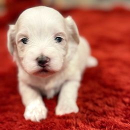 Harlo - White female Maltipoo puppy in Santaquin, Utah from Willow & Wag Farm