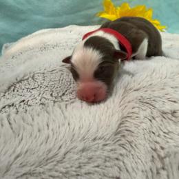 Red Collar - Red tri-color male Miniature American Shepherd puppy in Statesboro, Georgia from Azure Miniature American Shepherds