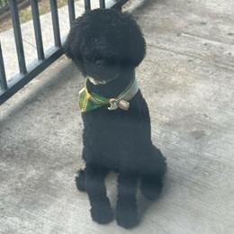 Midknight (Black collar, formally known as White Collar) - Black male Poodle puppy in League City, Texas from Chauffeured Poodles