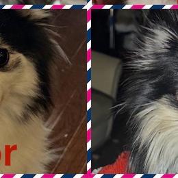 Pomsky puppies from Capital Pomsky