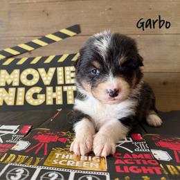 Garbo - Black tri-color female Australian Shepherd puppy in Kearney, Nebraska from Helix Aussies
