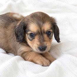 Curley (shaded cream) - Cream male Dachshund puppy in Sebring, Florida from Mini Weenies