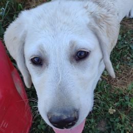 Labrador Retrievers from D&A lab's