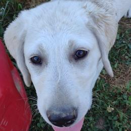 Labrador Retrievers from D&A lab's