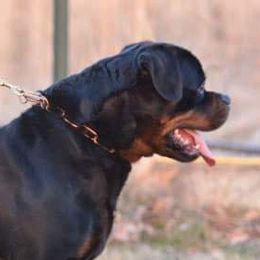 Nitro - Rottweiler