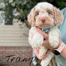 Tramp - Red roan male Cockapoo puppy in Mocksville, North Carolina from Little Bear Doodles