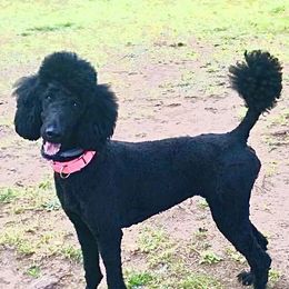 Davina - Poodle