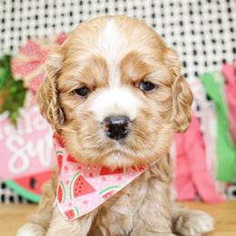 Cooper - Red male Cocker Spaniel puppy in Rattan, Oklahoma from Double M Cocker Spaniels