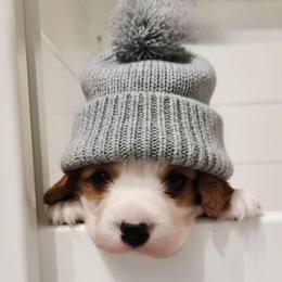 Ollie - Blenheim male Cavalier King Charles Spaniel puppy in Stockdale, Texas from Great Oaks Farm Cavaliers