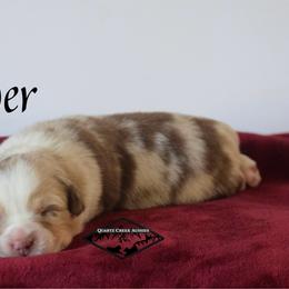 Ember - Red merle female Miniature Australian Shepherd puppy in Cody, Wyoming from Quartz Creek Aussies