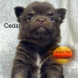 Chihuahua Puppies from Sunset Eves Chihuahuas