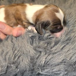 Girl 2 - Piebald female Dachshund puppy in Barre, Massachusetts from Central Mass Dachshunds