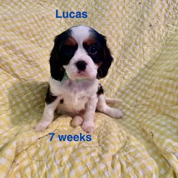 Lord Reginald (Lucas) - Tri-color male Cavalier King Charles Spaniel puppy in Broken Arrow, Oklahoma from Cavalier King Charles Heartland