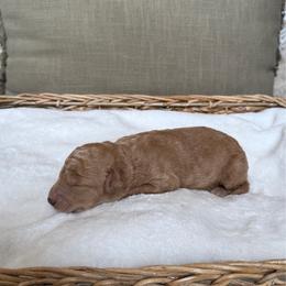 Boy 1 - Apricot male Goldendoodle puppy in Valley Farms, Arizona from Gall’s Doodle Ranch