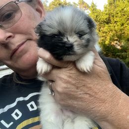 Thor - Blue merle male Pomeranian puppy in Zavalla, Texas from Precious Puff Poms