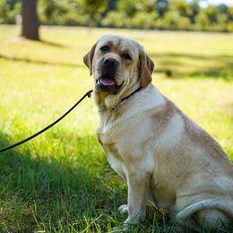 Shira - Labrador Retriever