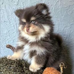 Milton - Tri-colored male Pomeranian puppy in Centralia, Illinois from Happy Paws