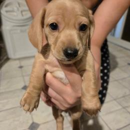 AKC Buckwheat - Red male Dachshund puppy in Onalaska, Texas from Weenies on the Lake