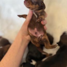 Boy 3 - Chocolate and tan male Dachshund puppy in Montrose, Michigan from Livy’s Doodles