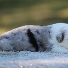 Snoopy - Blue merle male Miniature Australian Shepherd puppy in Bauxite, Arkansas from J & B Mini Aussies