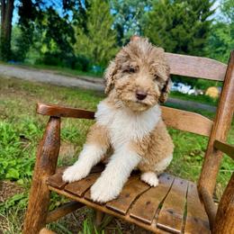 Cobbler - Merle male Labradoodle puppy in Candler, North Carolina from Maple Bakin’ Doodles