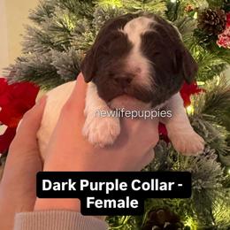 Dark purple - Parti female Poodle puppy in Shelby, Alabama from New Life Family Farm