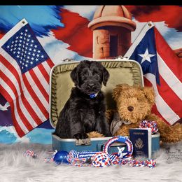 Giant Schnauzer Puppies from Giant Strides Giants