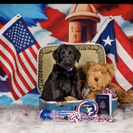 Giant Schnauzer Puppies from Giant Strides Giants