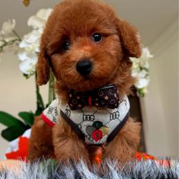 CHUNKY - Red male Maltipoo puppy in Sugar Land, Texas from Celebrity Maltipoos
