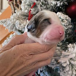 White collar - Merle female Bernedoodle puppy in Millsap, Texas from Gaston’s Posh Poodles and Doodles