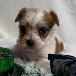 Axel - Parti male Yorkshire Terrier puppy in Howe, Oklahoma from Ray Holder