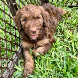 Jellybean - Tri-color Bernedoodle puppy in San Antonio, Texas from Chocolate Pet Connection
