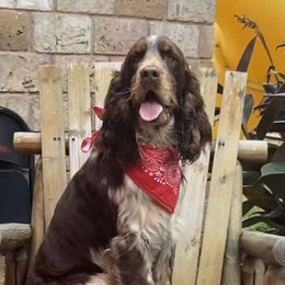 Duke  - English Springer Spaniel