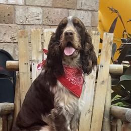 Duke  - English Springer Spaniel
