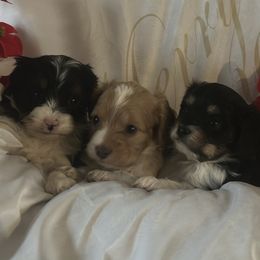 Cavapoo puppies from Forest Creek Kennel