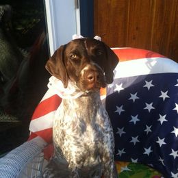 German Shorthaired Pointer All Grown Up from Twin Gabels GSPs