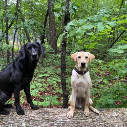 Labrador Retriever Puppies from Sycamore Kennels