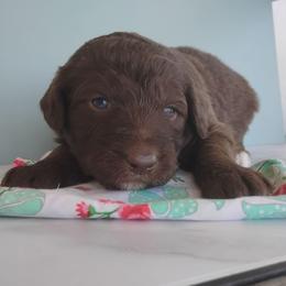 Coco - Brown and white female Aussiedoodle puppy in Apache Junction, Arizona from Loving Doodle