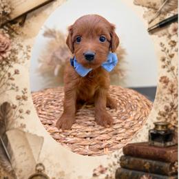 Chapter - Red  male Goldendoodle puppy in Norcross, Georgia from Teddy Puppies