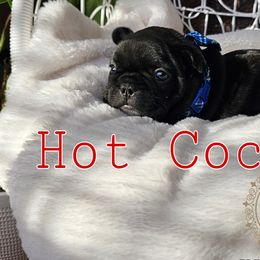 Hot Cocoa - Brindle French Bulldog puppy in Winston Salem, North Carolina from Elegant East Coast French Bulldogs
