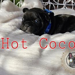Hot Cocoa - Brindle French Bulldog puppy in Winston Salem, North Carolina from Elegant East Coast French Bulldogs