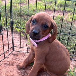 Georgia - Red female Redbone Coonhound puppy in Mount Pleasant, Texas from Harmons Hounds