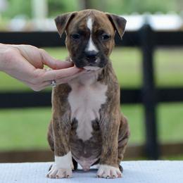 Genesis - Brown brindle male American Staffordshire Terrier puppy in St. Augustine, Florida from LBK & Ancient City