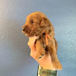 Marvin-Orange - Red  male Goldendoodle puppy in Casper, Wyoming from 307 Doodles