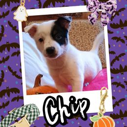 Chip - Blue male Australian Cattle Dog puppy in Fife Lake, Michigan from Kurczak Farm LLC