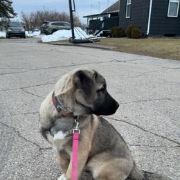 Melika - Fawn female Anatolian Shepherd Dog puppy in Daggett, Michigan from T&S Anatolians