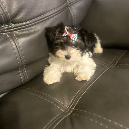 Fiona - Parti female Yorkshire Terrier puppy in Ocala, Florida from Top Notch Pupz