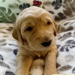 Rio - Cream female Goldendoodle puppy in Santa Cruz, California from Lu Doodles